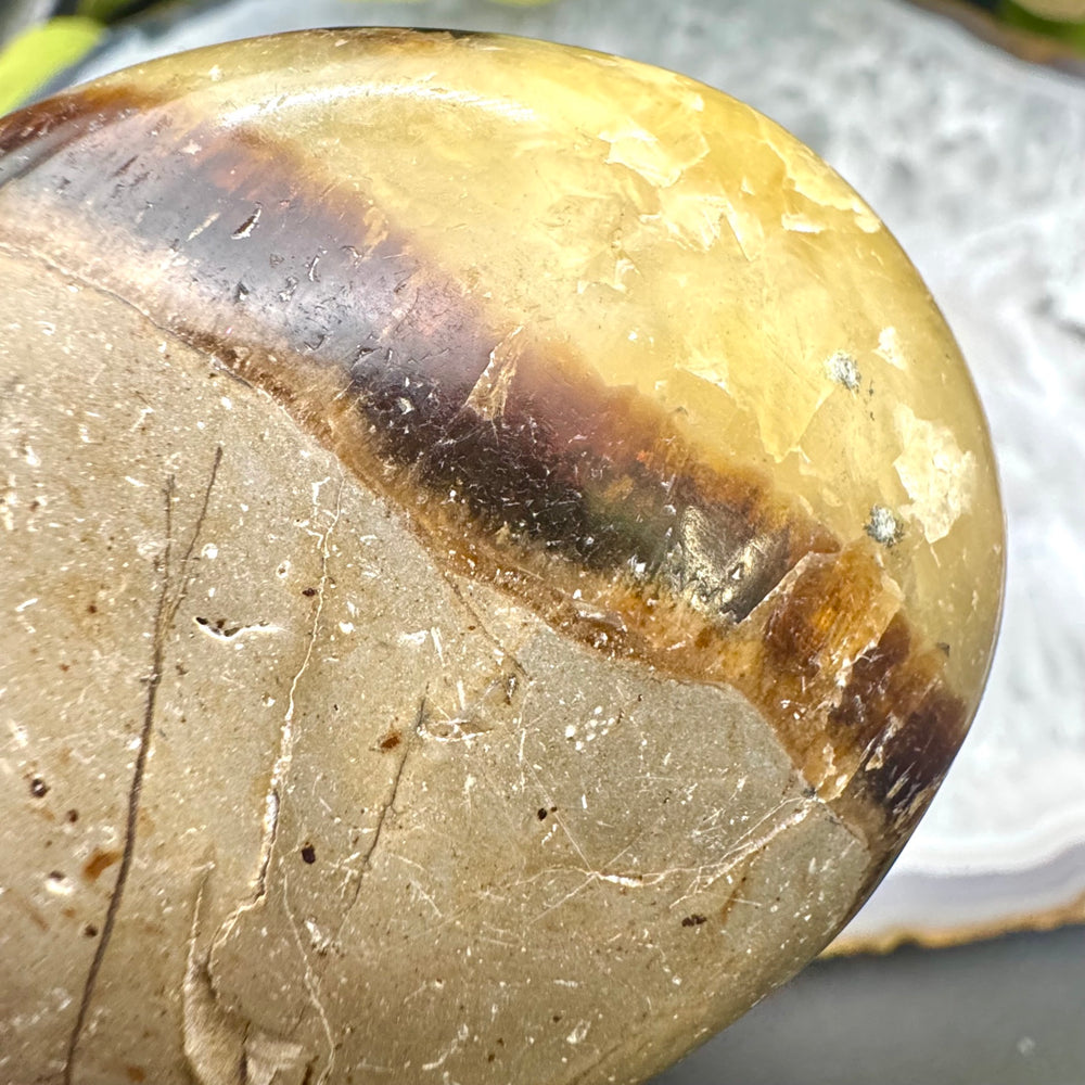 Septarian Palm Stone