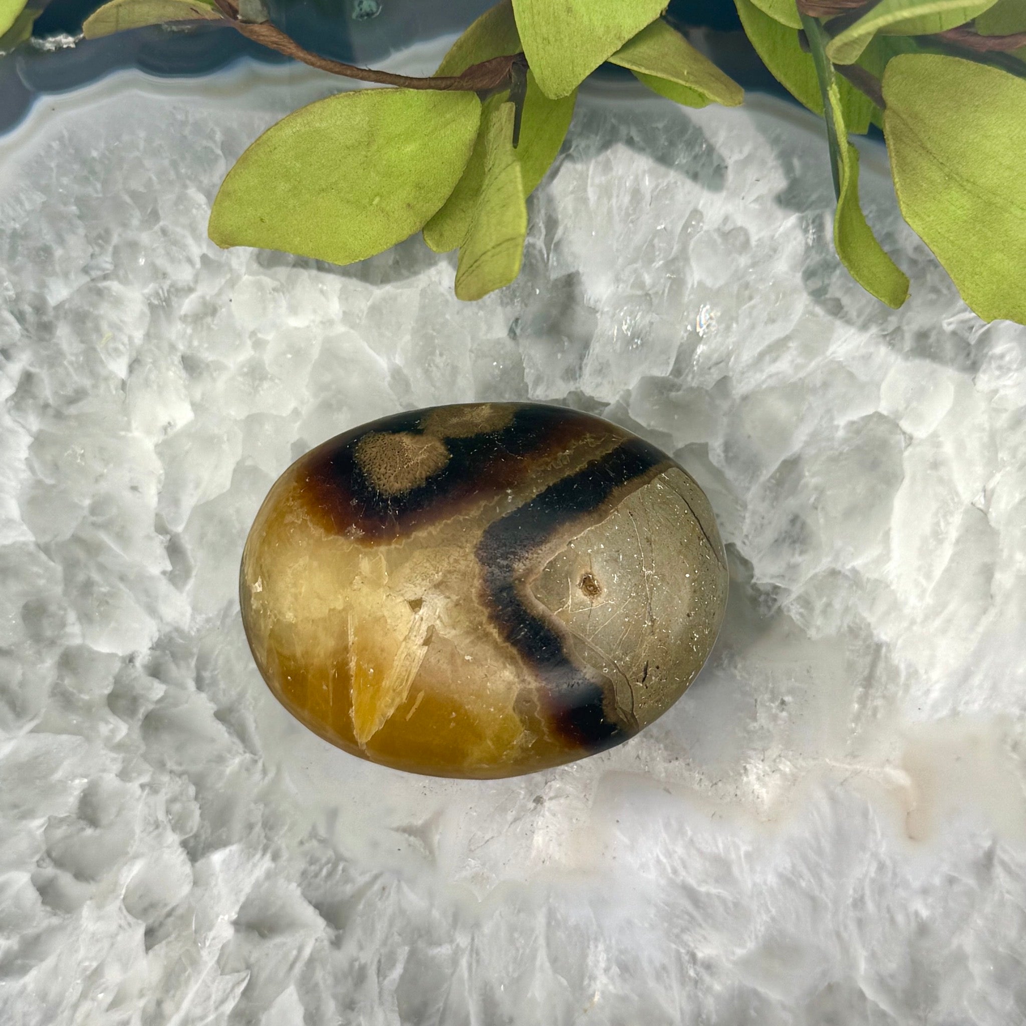 Septarian Palm Stone