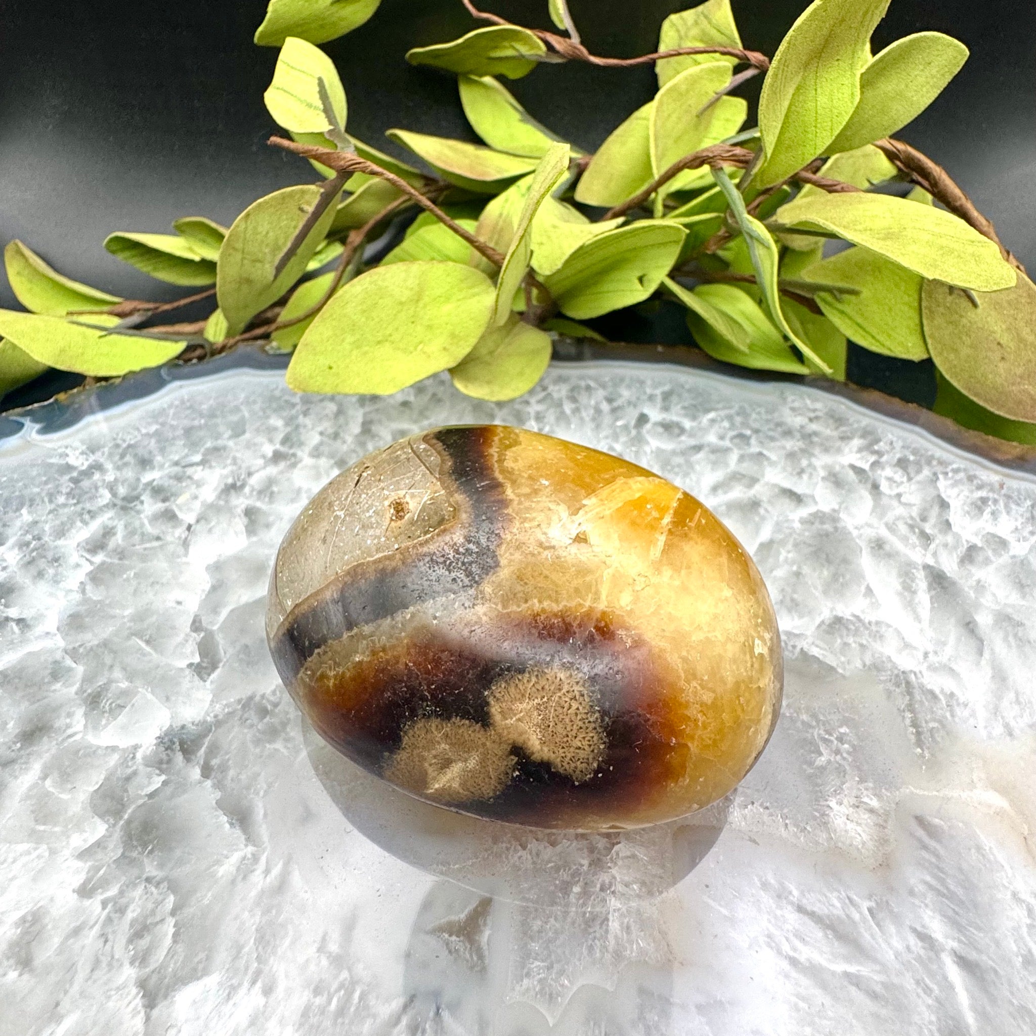 Septarian Palm Stone