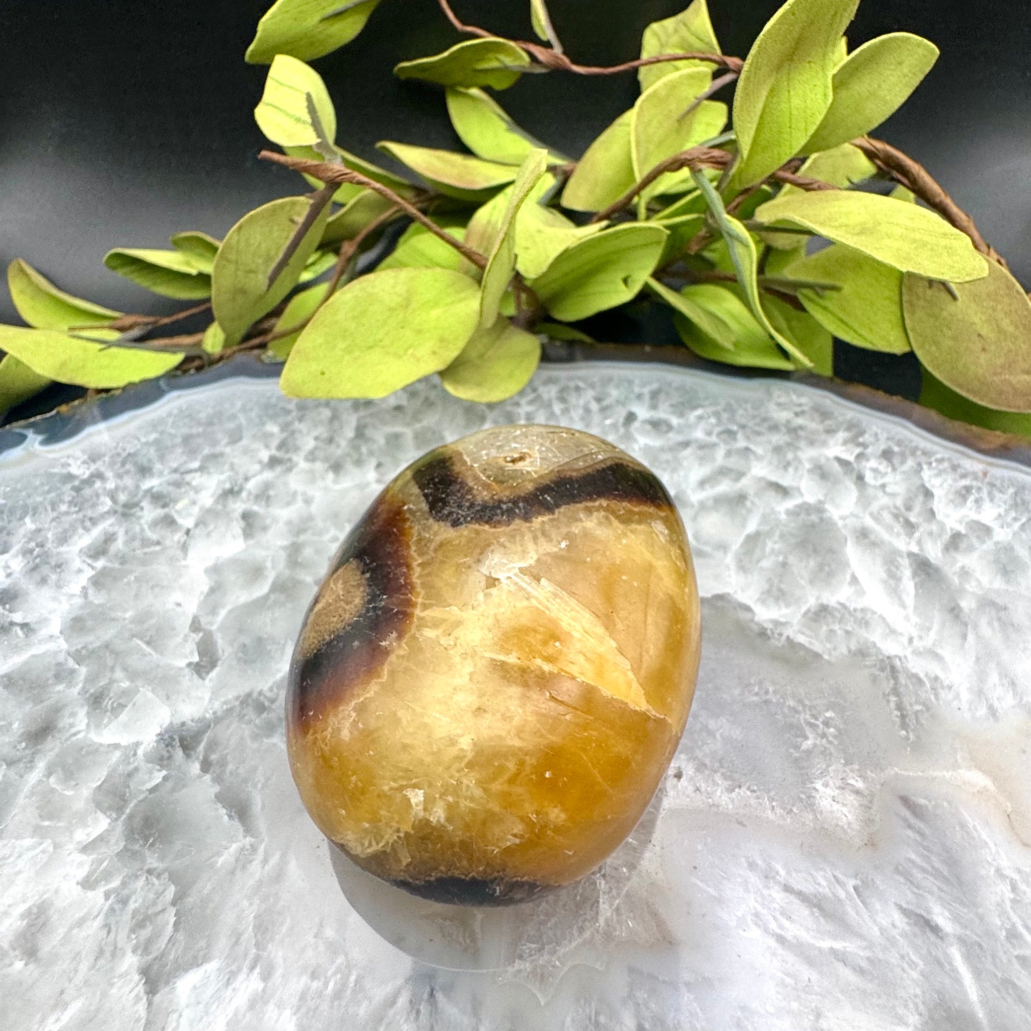 Septarian Palm Stone