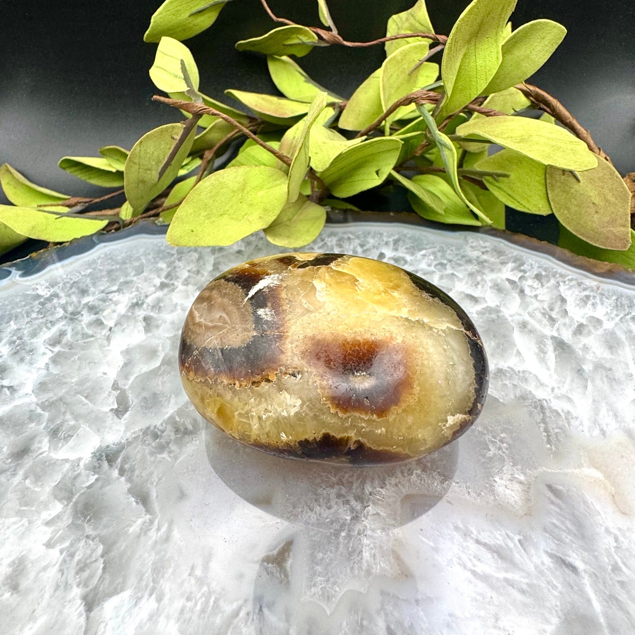 Septarian Palm Stone