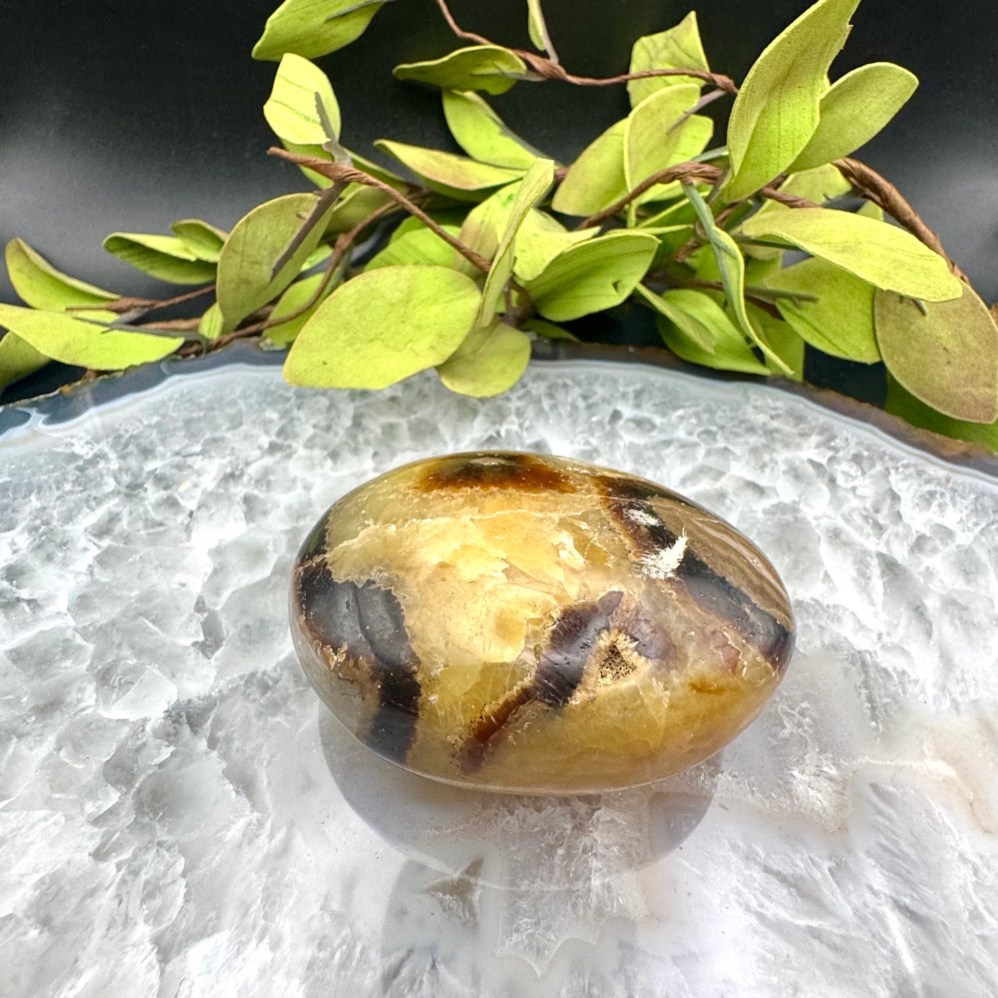 Septarian Palm Stone