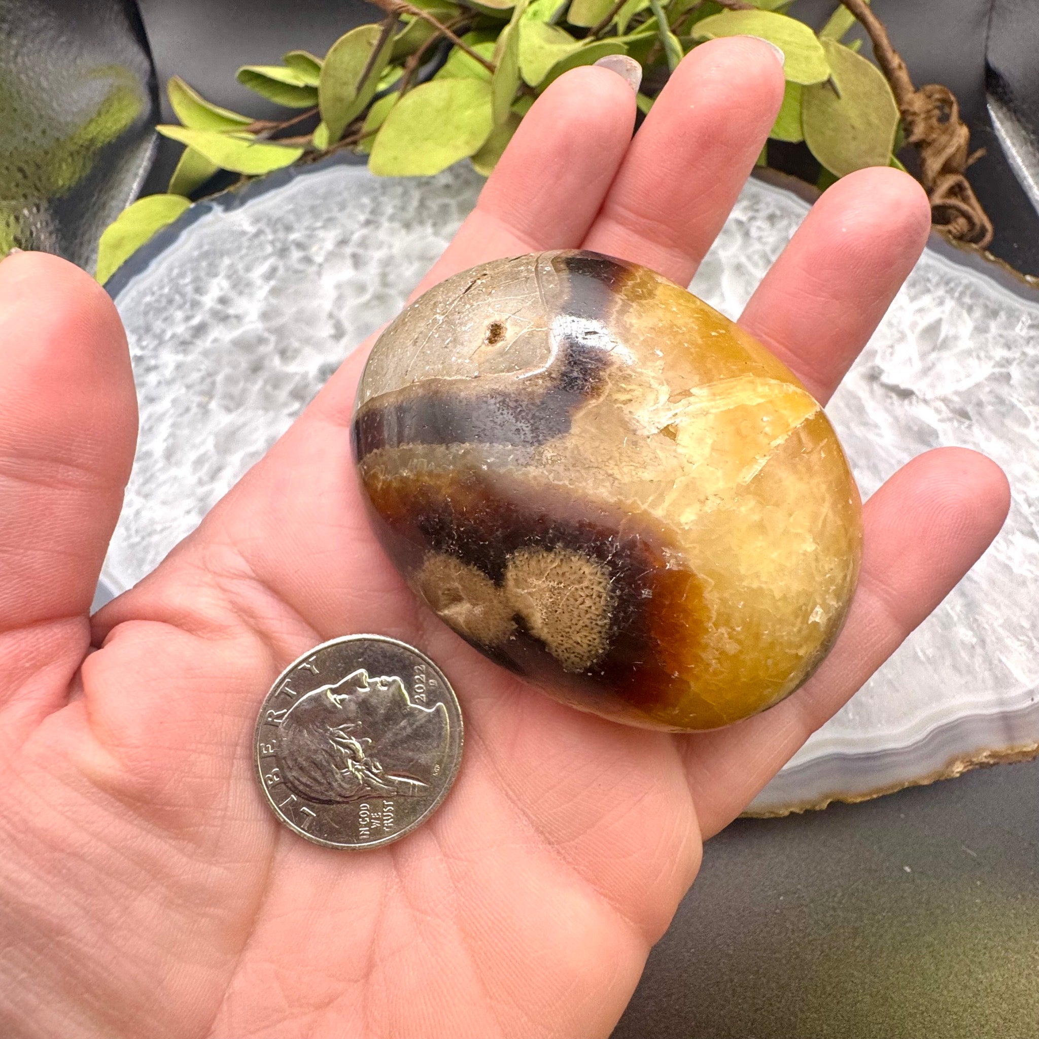 Septarian Palm Stone