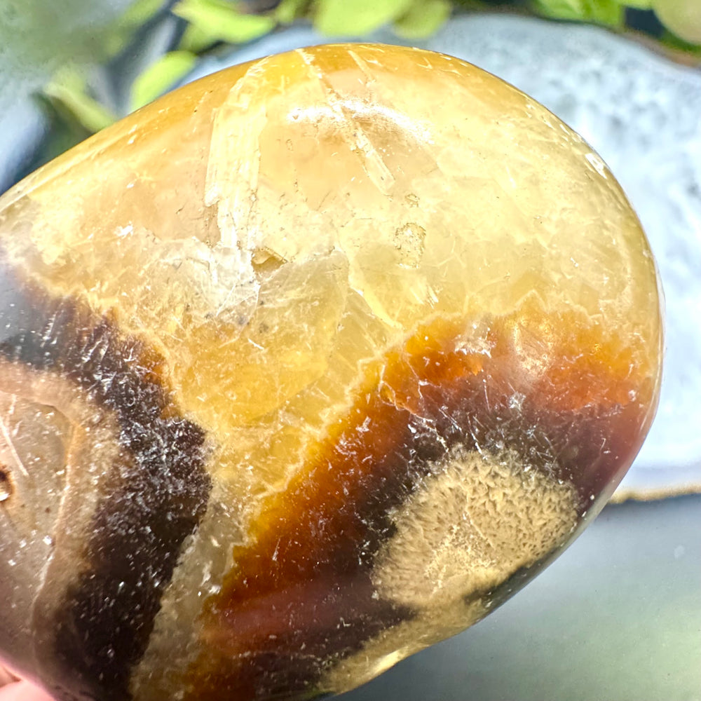 Septarian Palm Stone