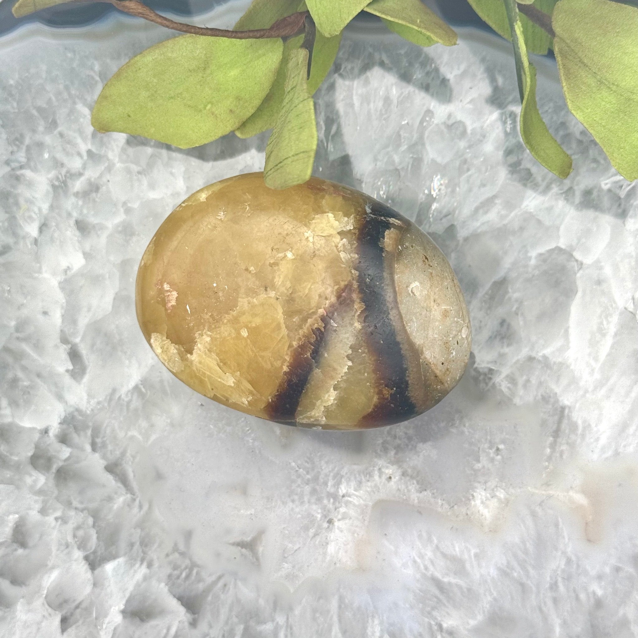 Septarian Palm Stone