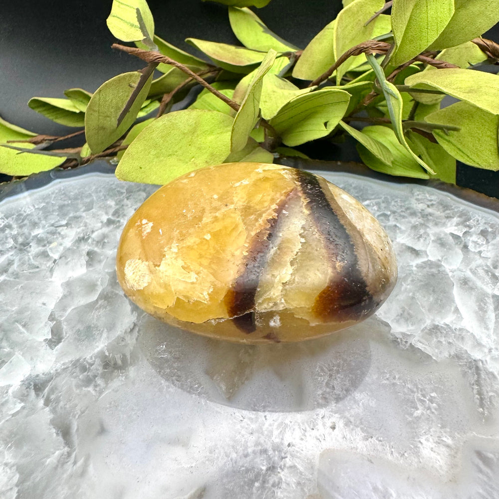 Septarian Palm Stone