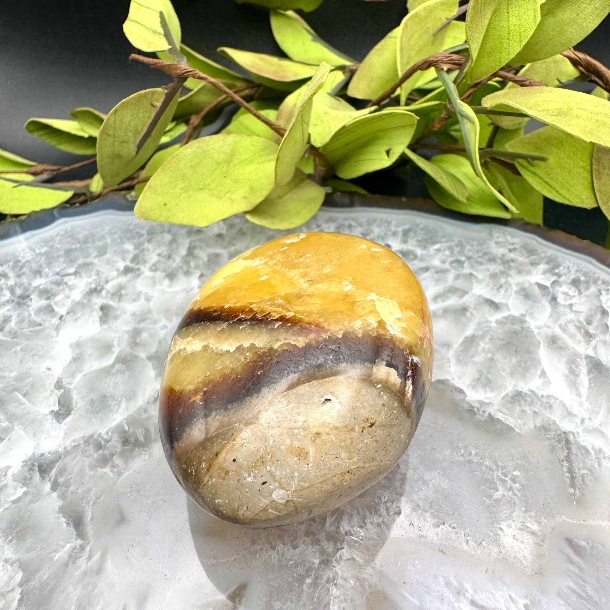 Septarian Palm Stone