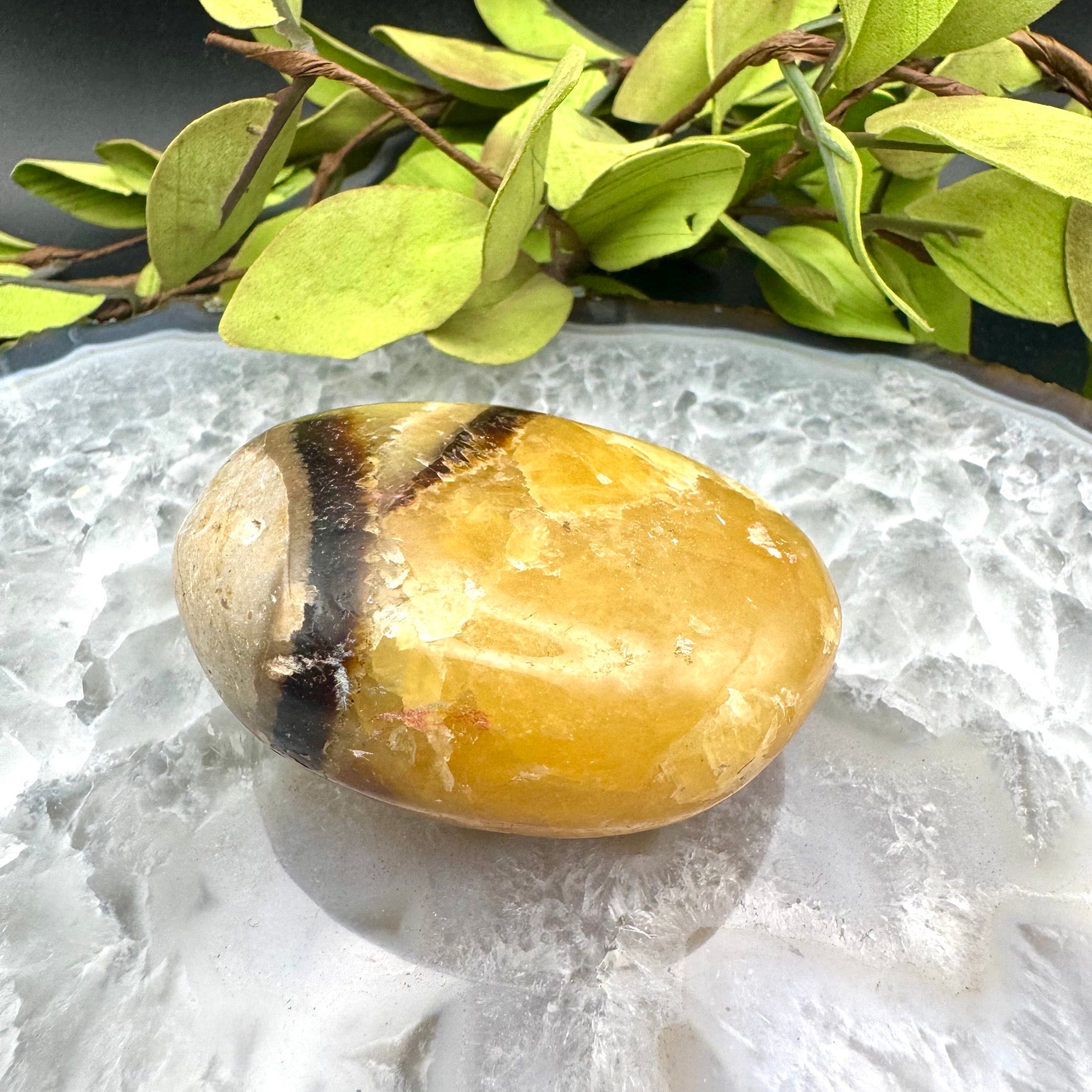 Septarian Palm Stone
