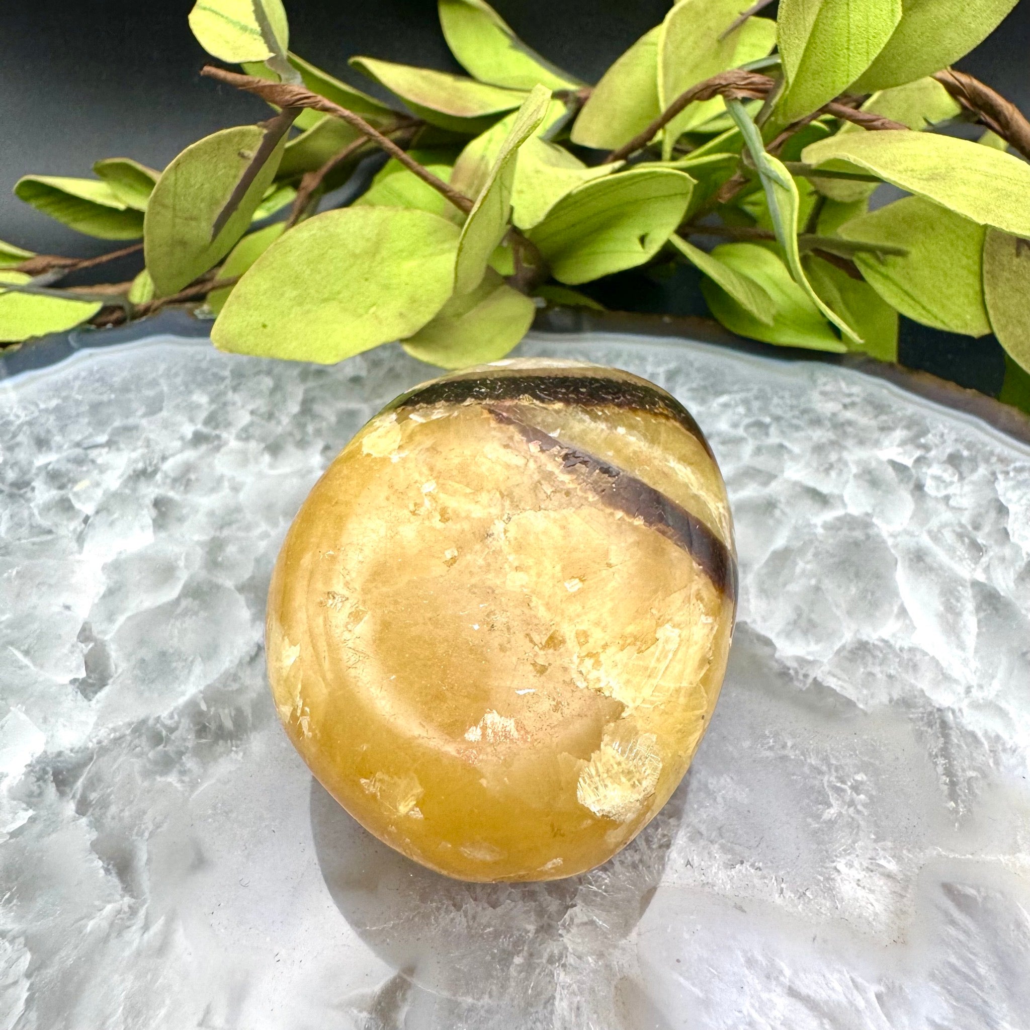 Septarian Palm Stone