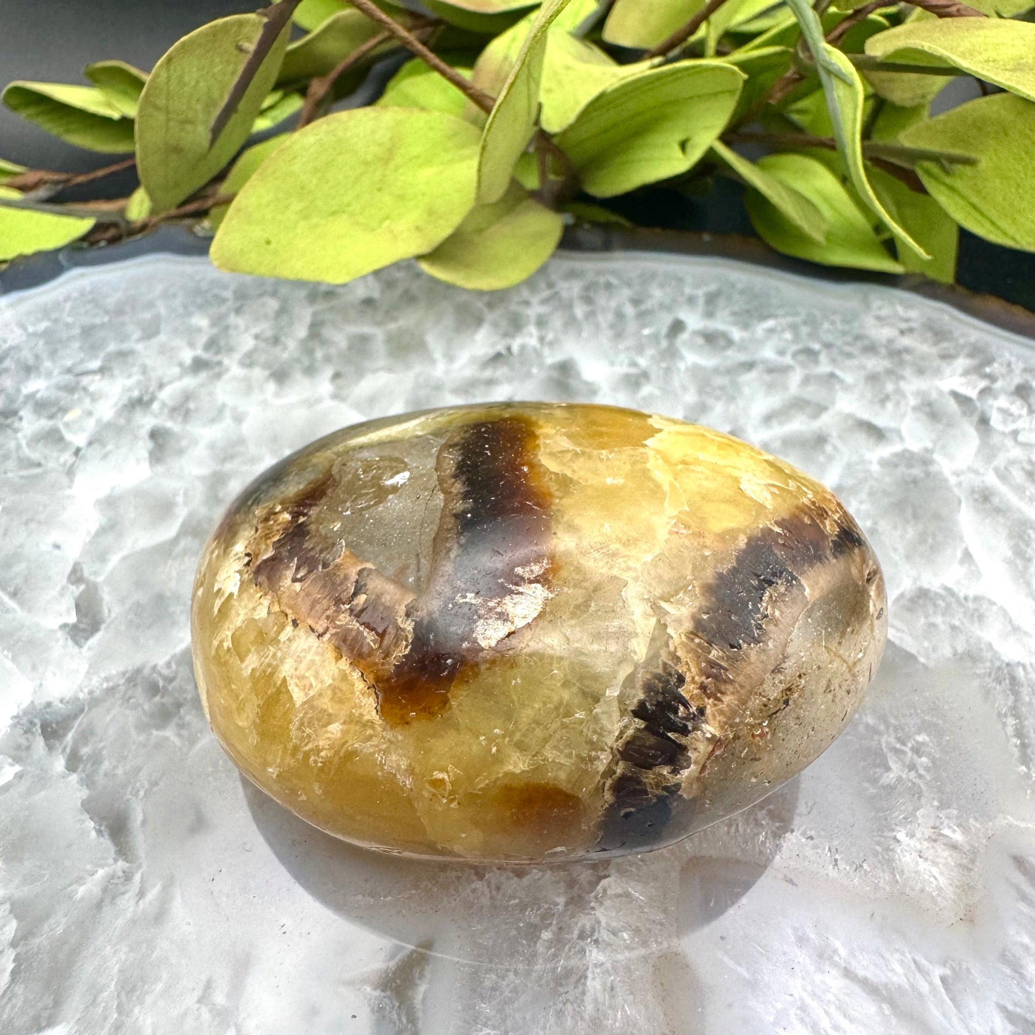 Septarian Palm Stone