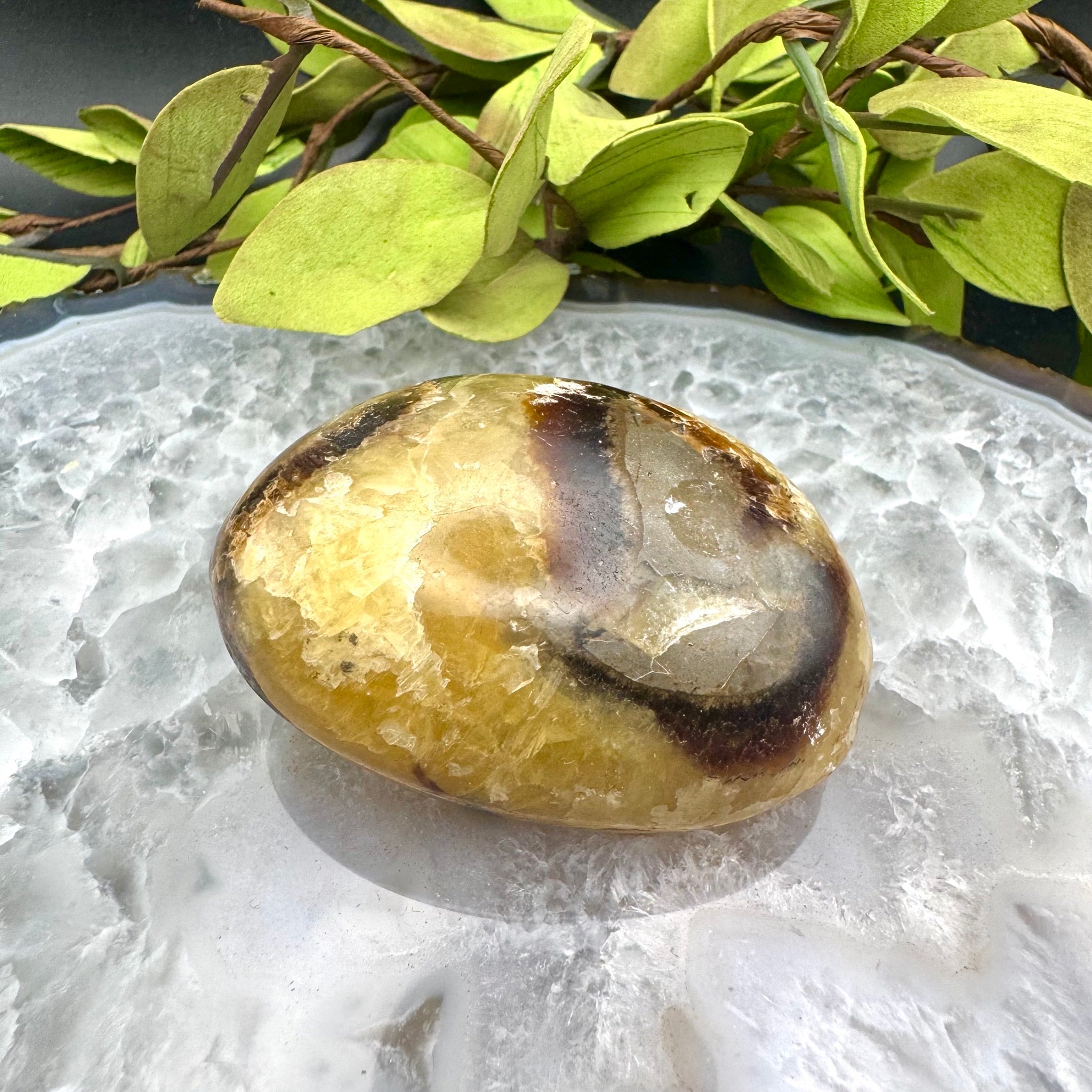 Septarian Palm Stone