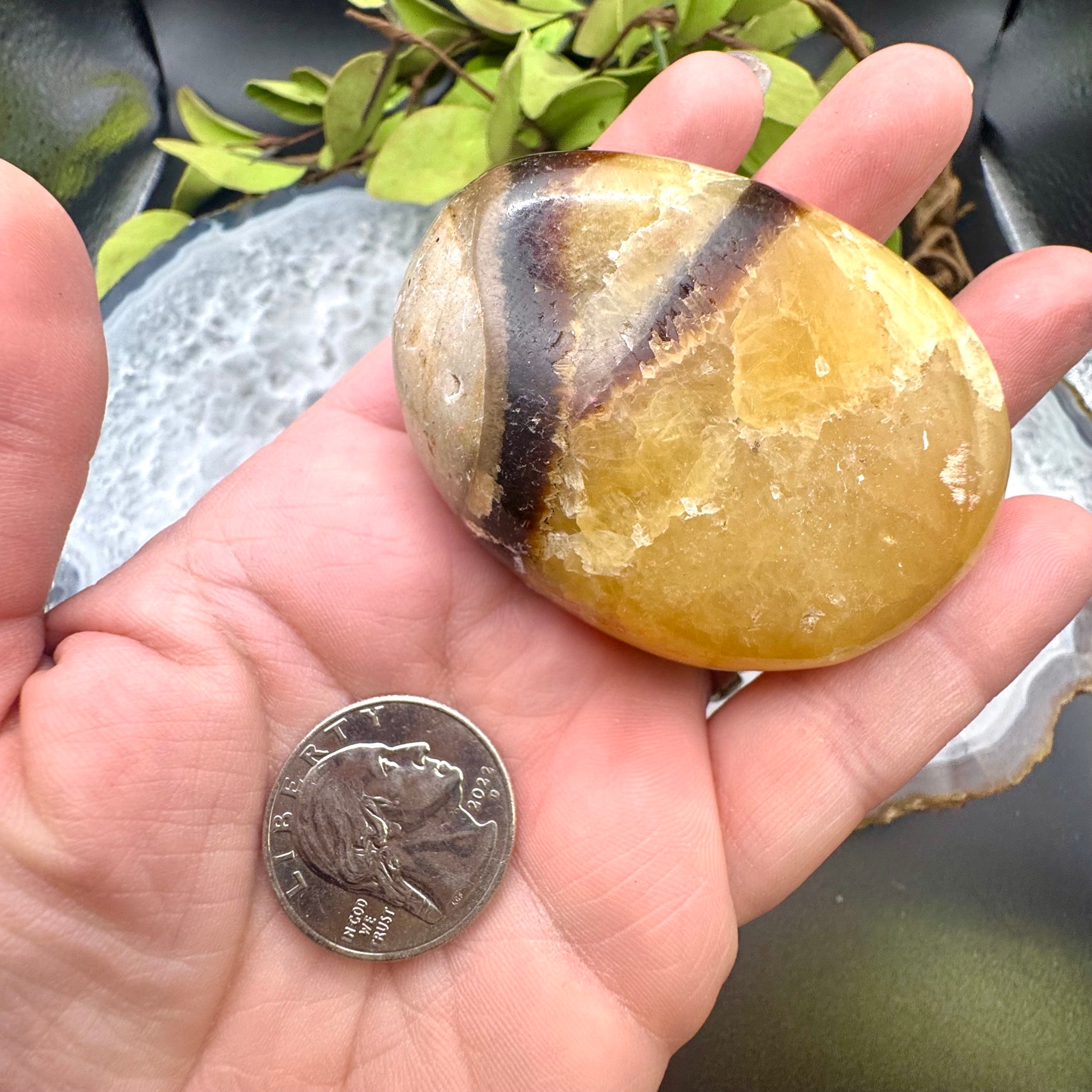 Septarian Palm Stone