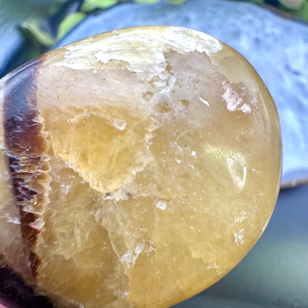 Septarian Palm Stone