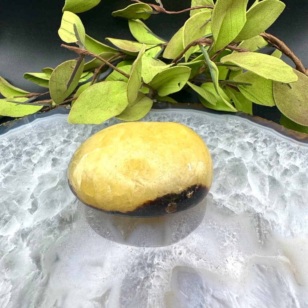 Septarian Palm Stone