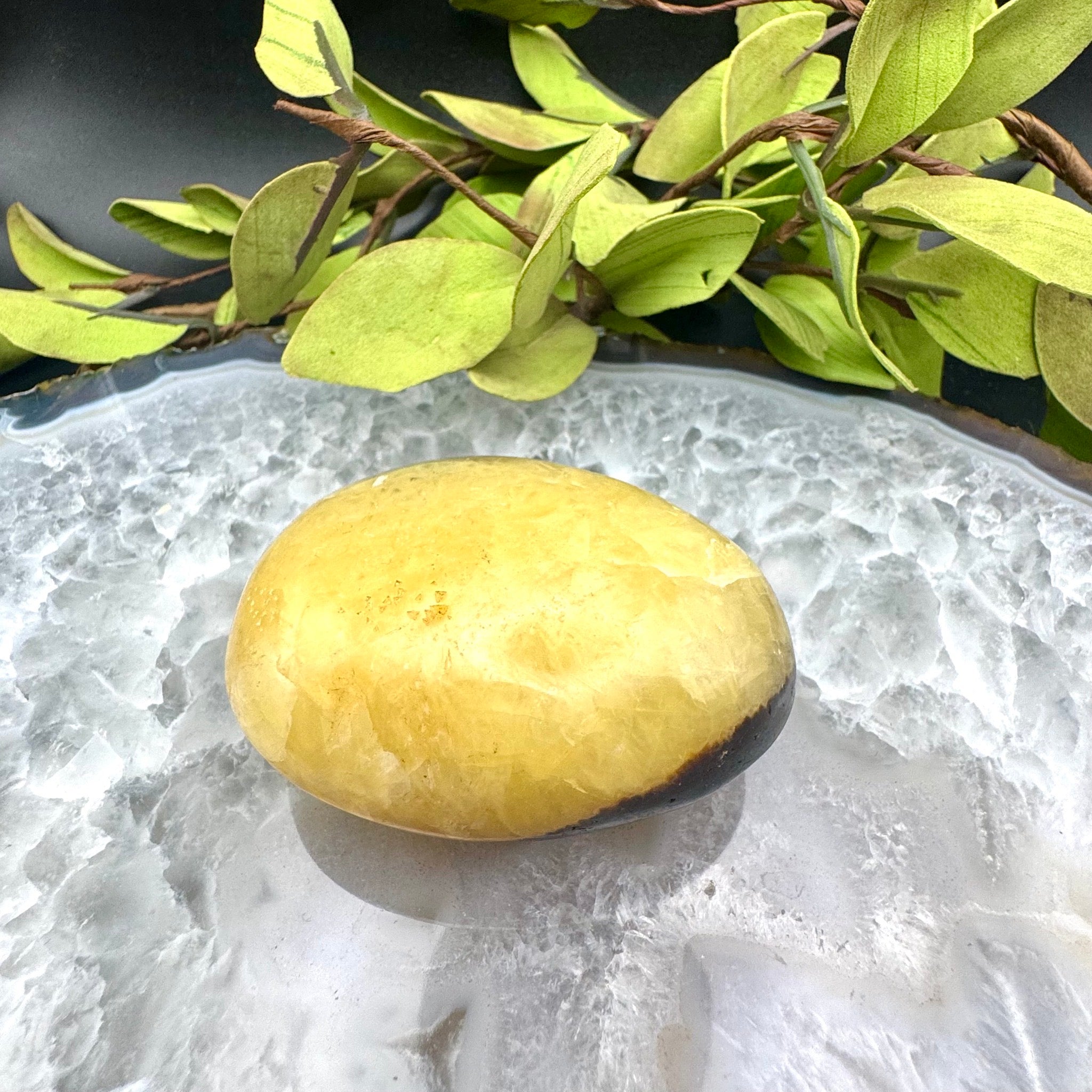 Septarian Palm Stone