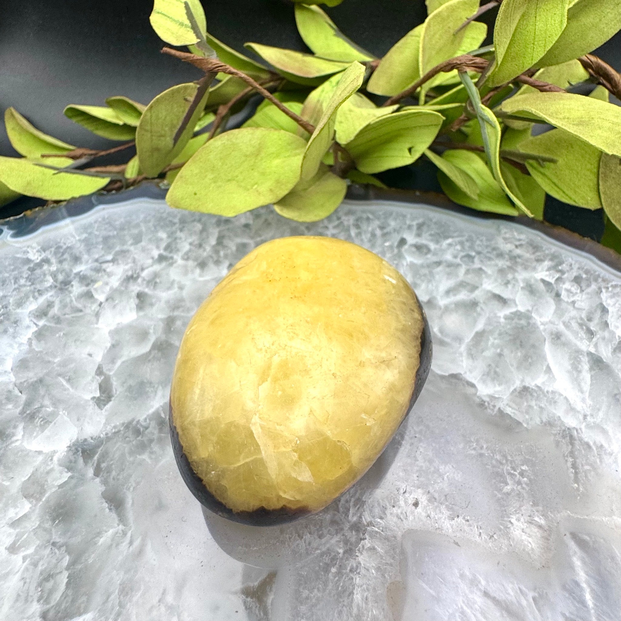 Septarian Palm Stone