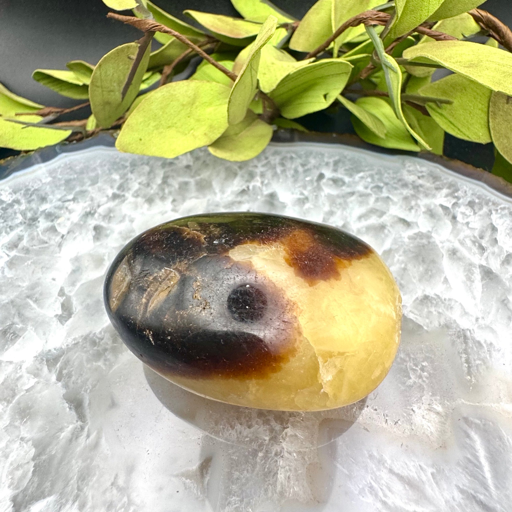 Septarian Palm Stone