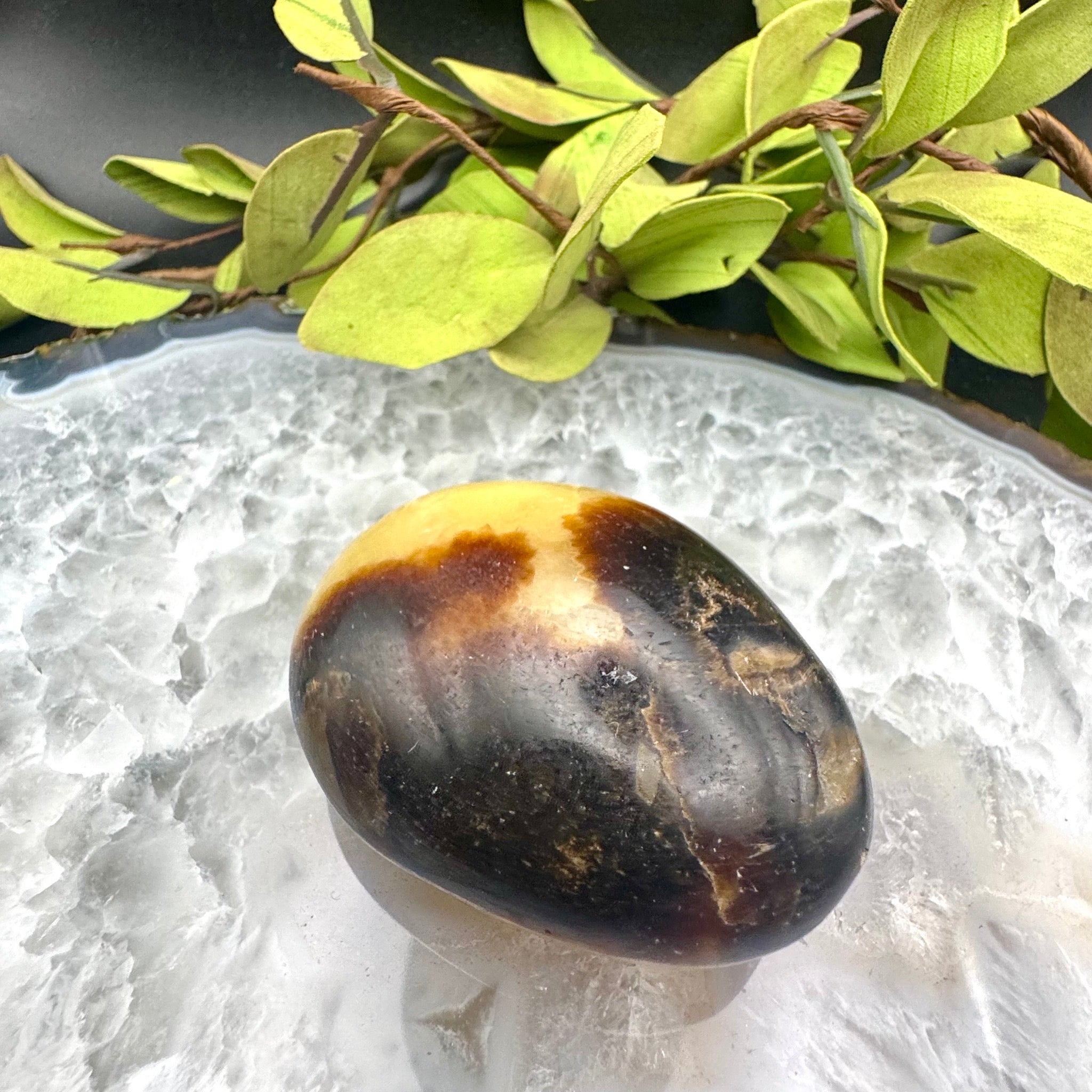 Septarian Palm Stone