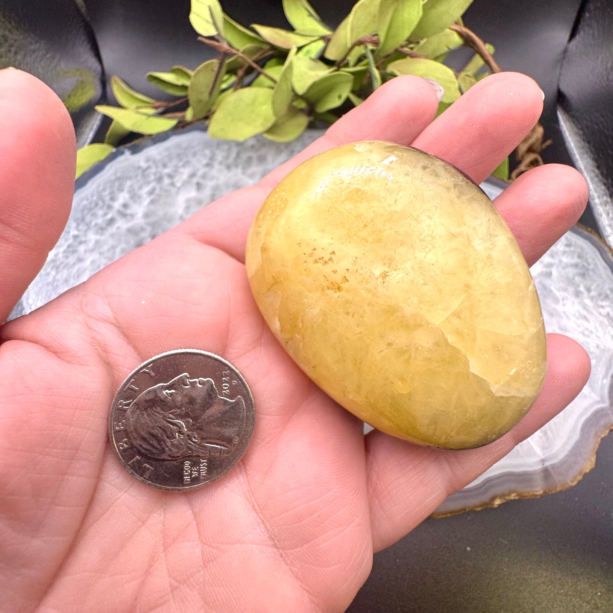 Septarian Palm Stone