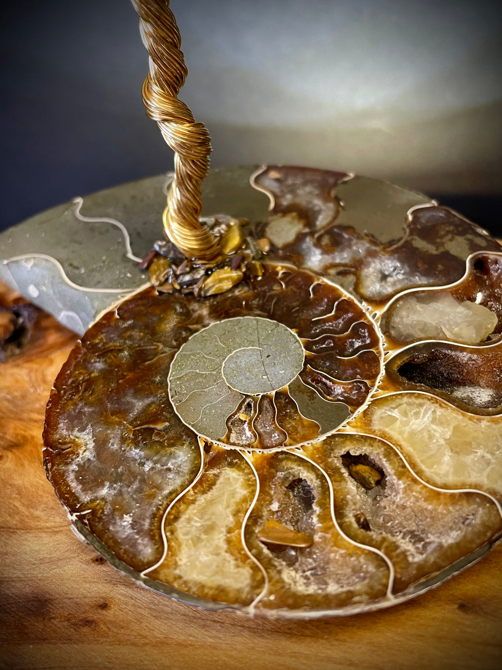 Tiger’s Eye on Ammonite Mojo Tree